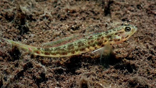 Ornate Shrimpgoby