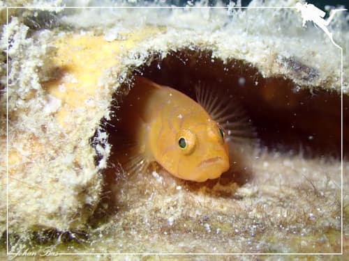Ornate Slippery Goby