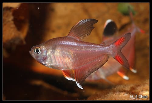 Ornate Tetra