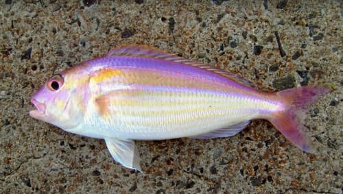 Ornate Threadfin Bream