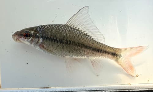 Smallhead Barb