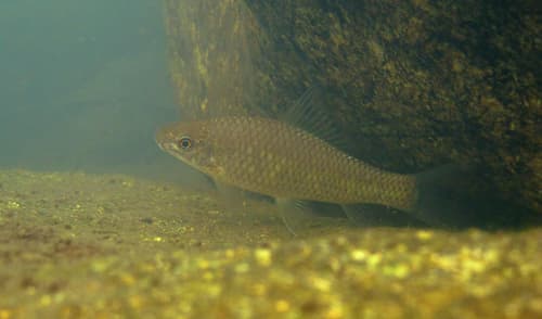Osteochilus salsburyi