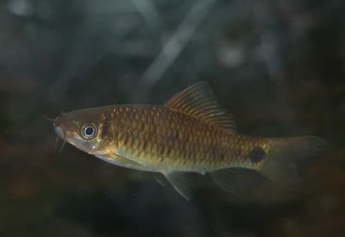 Spotted Hard-lipped Barb