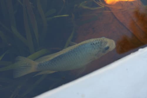 Otjikoto Tilapia