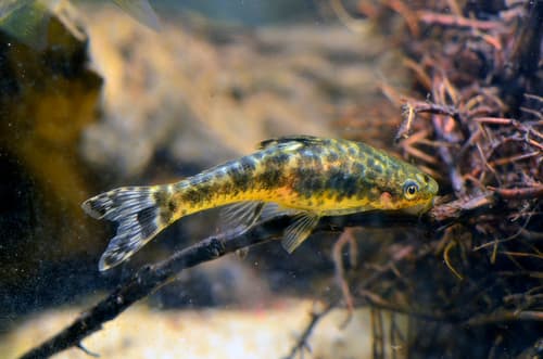 Otocinclus arnoldi