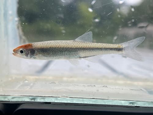 Ouachita Mountain Shiner