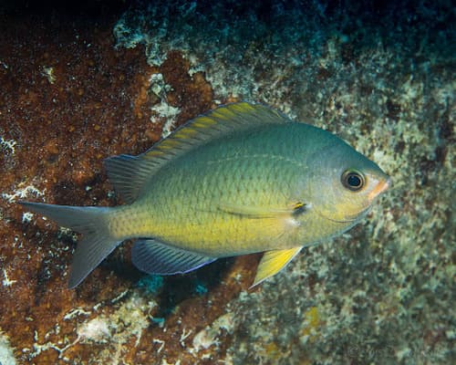 Oval Chromis