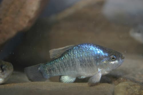 Owens Pupfish