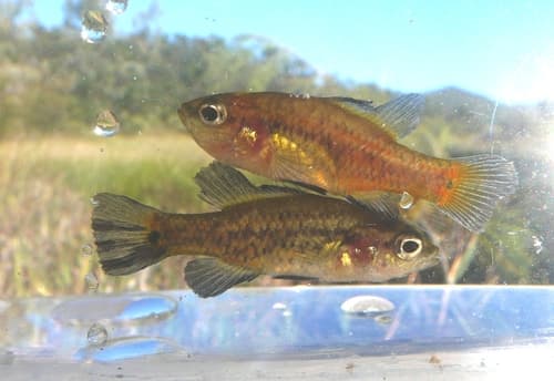 Oxleyan Pygmy Perch
