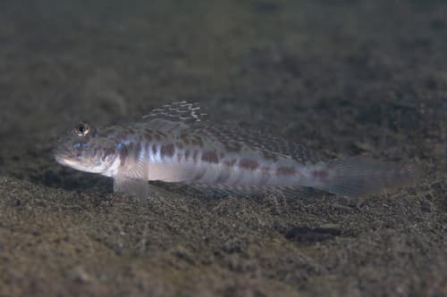 Long-tailed Goby