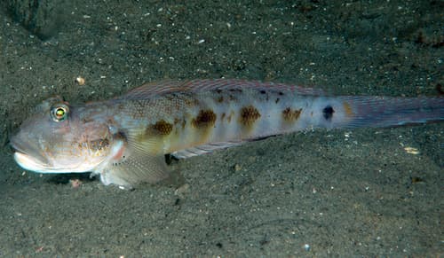 Papuan Goby