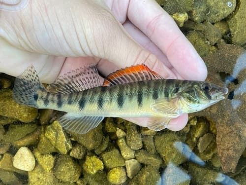 Ozark Logperch