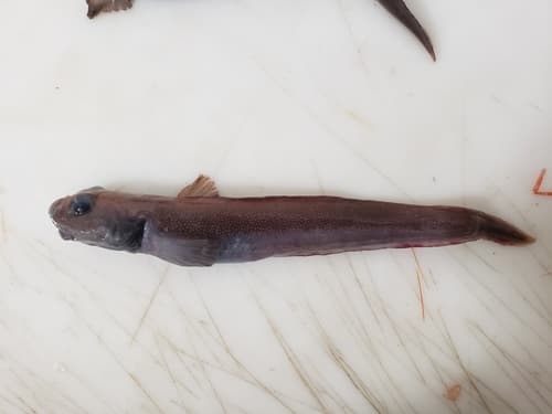 Paamiut eelpout