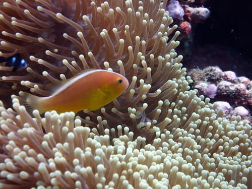 Pacific Anemonefish