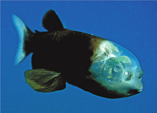 Pacific Barreleye