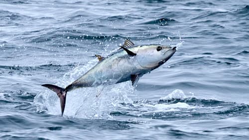Pacific Bluefin Tuna