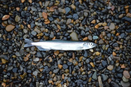 Pacific Capelin