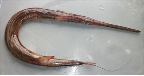 Pacific Cornetfish