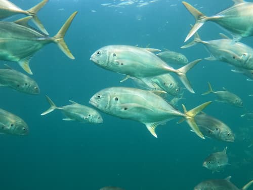 Pacific Crevalle Jack