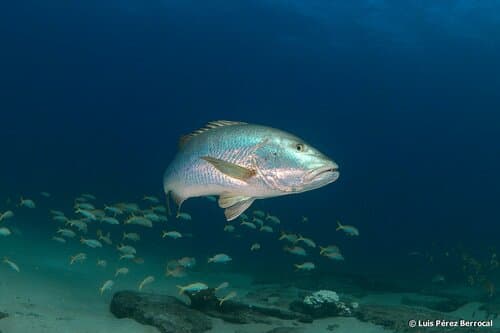 Pacific Cubera Snapper