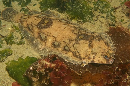 Pacific Dover Sole