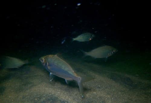 Pacific Flagfin Mojarra