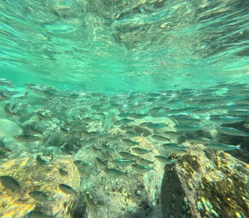 Pacific Flatiron Herring