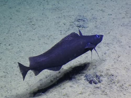 Pacific Flatnose