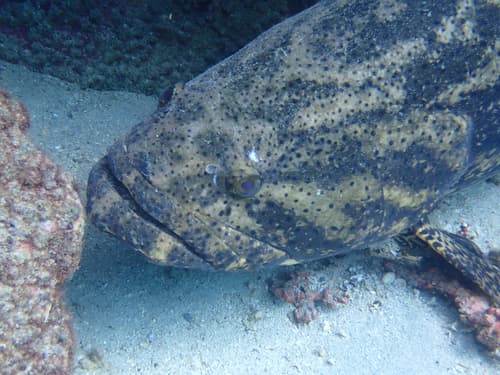 Pacific Goliath Grouper