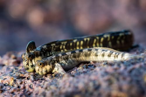 Pacific Leaping Blenny