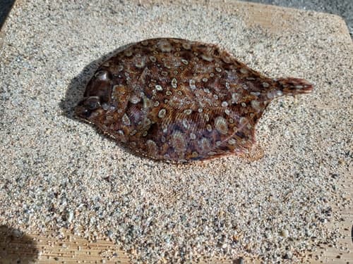 Pacific Leopard Flounder