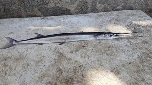 Pacific Needlefish