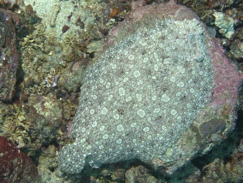 Pacific Peacock Flounder
