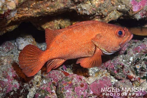 Pacific Rockcod