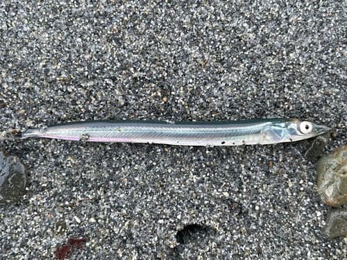 Pacific Sand Lance