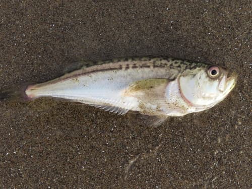 Pacific Sandfish