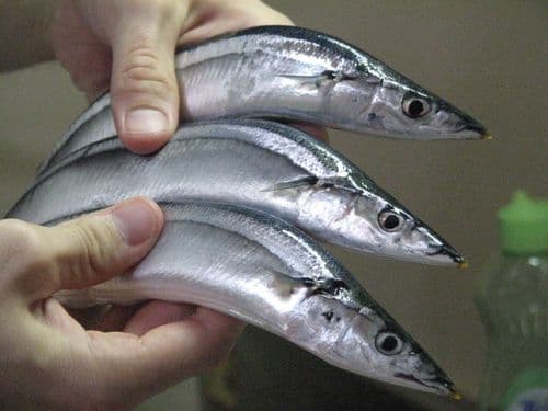 Pacific Saury
