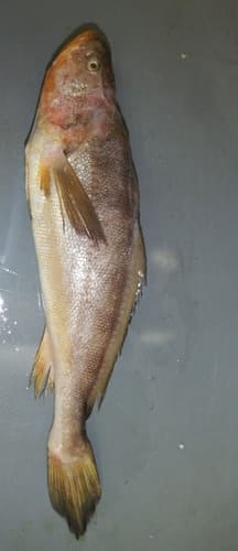 Pacific Small-eye Croaker
