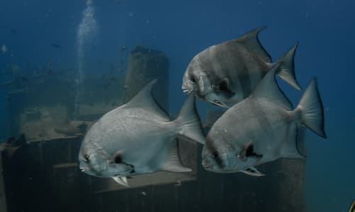 Pacific Spadefish