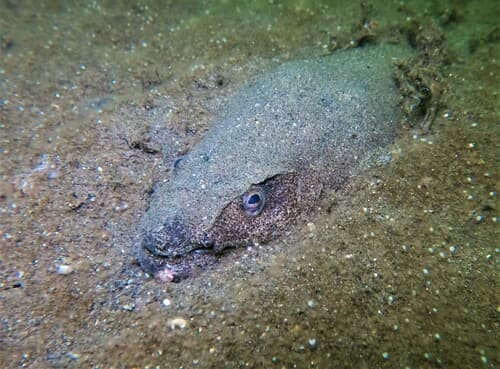 Pacific Spoon-nose Eel