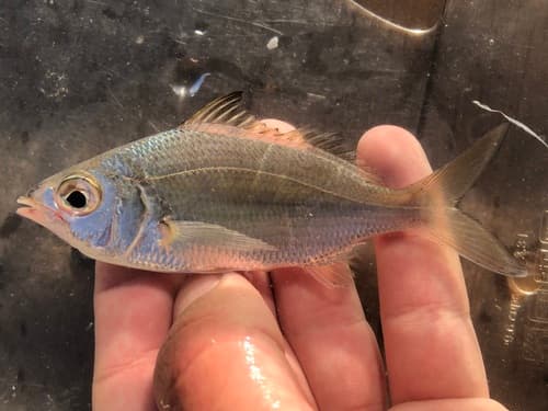 Pacific Spotfin Mojarra