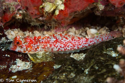 Pacific Starry Dragonet