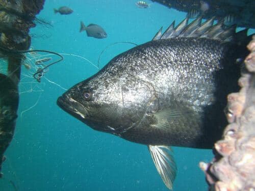 Pacific Tripletail