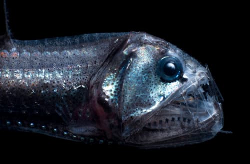 Pacific Viperfish