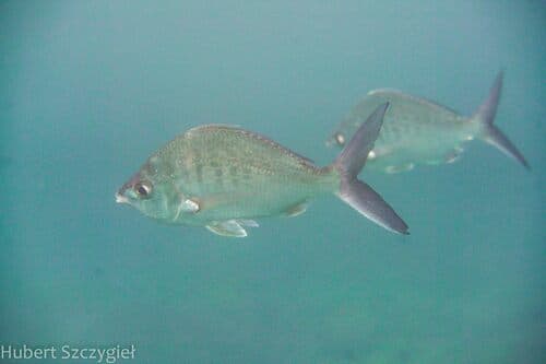 Pacific Yellowfin Mojarra