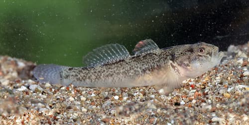 Padanian Goby