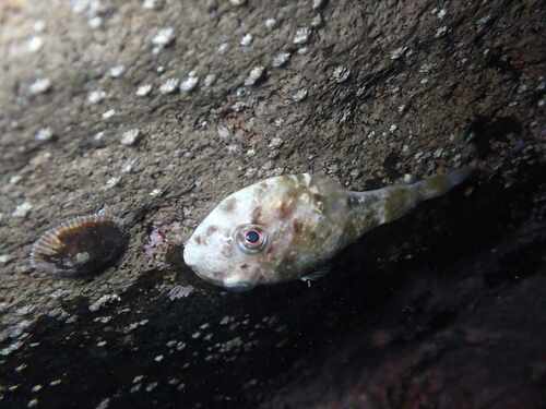 Padded Clingfish