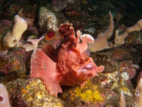 Paddle-flap Scorpionfish