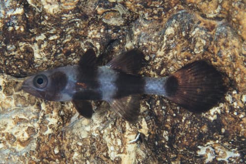 Paddlefin Cardinalfish