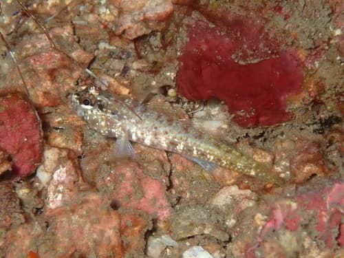 Pagalu Goby